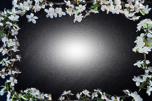 Frame made of white flowers on black background. Top view floral composition. Flat lay arrangement. Light glow from within, background decorated by bird cherry bud blossom. Postcard with copy space