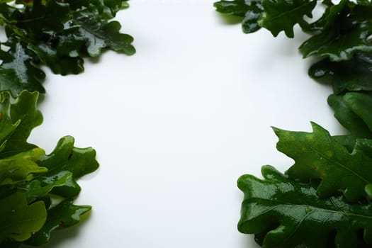 Frame made of wet oak leaves and branches. White background in the middle, free space for text. Save copies. Theme of ecology, spring, green economy