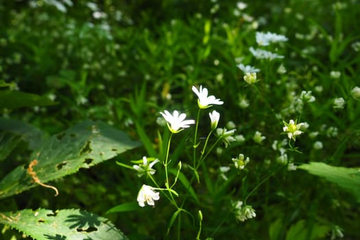 Starflower Stellaria is a genus of flowering plants in the Carnation family. Wood louse plant. White flowers in the forest. Fruska Gora, Serbia. beautiful wild