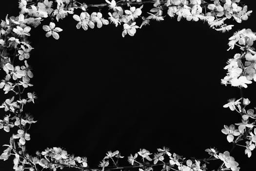 Frame made of white flowers on black background. Top view floral composition. Flat lay arrangement. Spring background concept background decorate by bird cherry bud blossom. Postcard with copy space