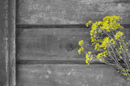 Yellow rapeseed flowers collected in a bunch or bouquet on wooden background. Wildflowers are arranged neatly on the table. Copy space and still life. Free space for text. Brassica napus Cabbageaceae