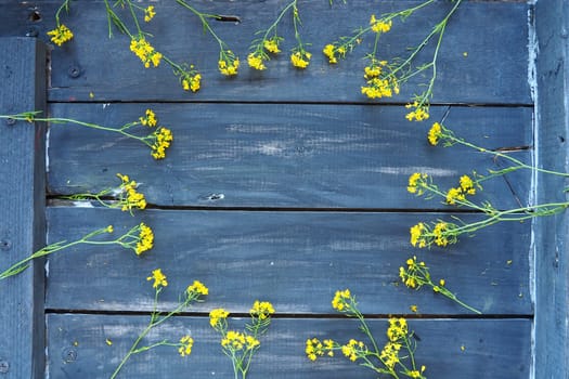 Yellow rapeseed flowers laid out in a circle on wooden background. Wildflowers are arranged neatly on the table. Copy space still life. Free space for text. Brassica napus Cabbageaceae. Wooden tray.