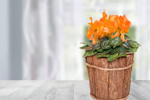 Decoration flower backgound. Closeup of a beautiful fresh blooming cyclamen in wooden vase on table over abstract blurred curtain background. Template Valentine, Mother day or other festival.
