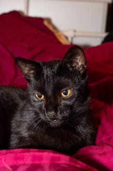 Head of a black cat facing forward