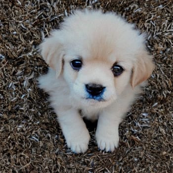 sweet little Puppy