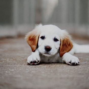 sweet little Puppy