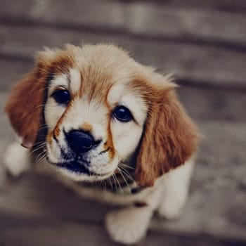 sweet little Puppy