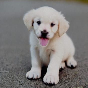 sweet little Puppy
