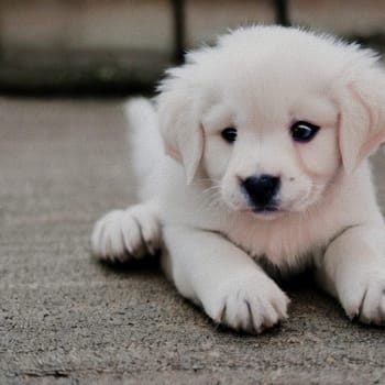 sweet little Puppy