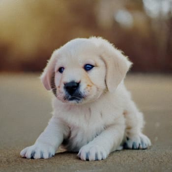 sweet little Puppy