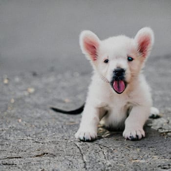 sweet little Puppy