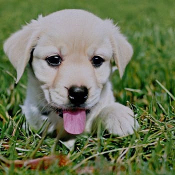 sweet little Puppy