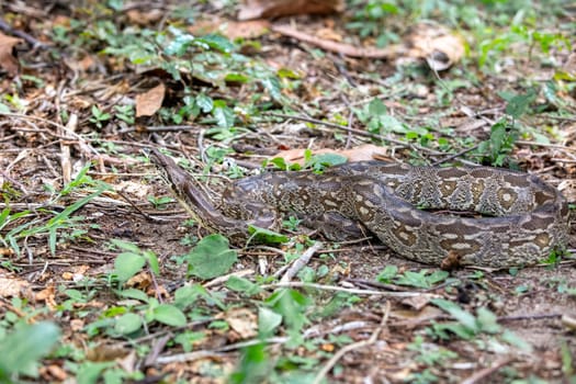 Dumeril's boa, (Acrantophis dumerili), big non venomous endemic snake in the family Boidae on the groung. Isalo National Park. Madagascar wildlife animal.