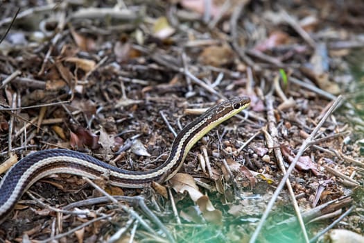 Thamnosophis lateralis, commonly known as the lateral water snake, is a endemic species of snake in the family Pseudoxyrhophiidae, Zombitse-Vohibasia National Park, Madagascar wildlife animal