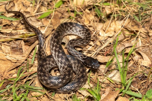 Cat-eyed Snake, Madagascarophis colubrinus is a species of snake of the family Pseudoxyrhophiidae, nocturnal snake, Miandrivazo, Madagascar wildlife animal