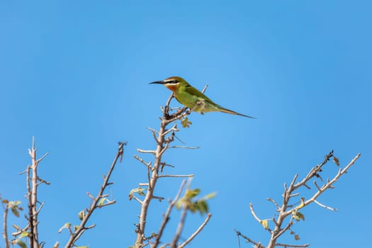 Olive bee-eater or Madagascar bee-eater (Merops superciliosus) is a near passerine bee-eater species in the genus Merops. Bird sits on branch against blue sky. Anakao Madagascar wildlife animal