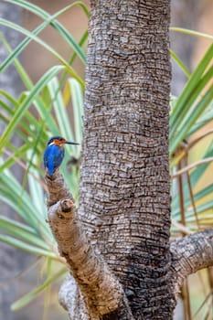 Malagasy kingfisher or Madagascar kingfisher (Corythornis vintsioides) is a species of endemic bird in the family Alcedinidae, Isalo National Park, Madagascar wildlife animal.