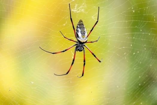 Golden Silk Orb-Weaver, (Trichonephila / Nephila inaurata madagascariensis), Genus of araneomorph spiders noted for the impressive webs they weave. Ranomafana National Park, Madagascar wildlife animal
