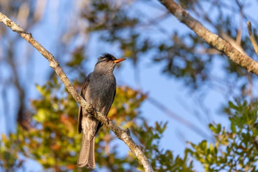 Bird Malagasy bulbul (Hypsipetes madagascariensis) is a species of endemic songbird in the bulbul family, Pycnonotidae, Ranomafana National Park, Madagascar wildlife animal