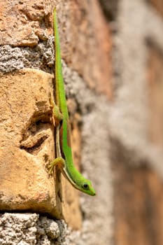 Phelsuma lineata, the lined day gecko, is a species of diurnal gecko native to Madagascar, Reserve Peyrieras Madagascar Exotic. Madagascar wildlife animal