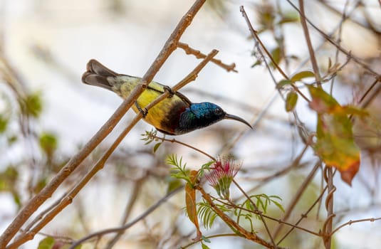 Souimanga sunbird (Cinnyris sovimanga) is a small passerine endemic bird of the sunbird family, Nectariniidae, Kirindy Forest, Madagascar wildlife animal.