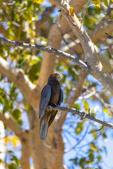 Greater vasa parrot (Coracopsis vasa) Endemic bird perched on tree branch, Tsimanampetsotsa Nature Reserve, Madagascar wildlife animal