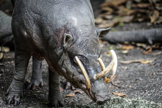 Image of babirusa of wild. Shooting Location: Singapore
