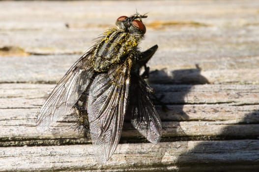 Fly on a tree trunk. Macro animal shot. Detail photo