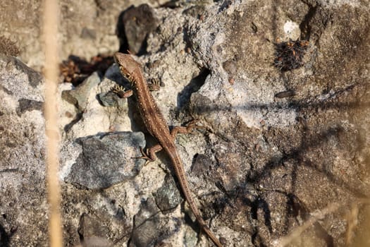 A female sand lizard on a stone. Each fence lizard has a different dorsal marking.
