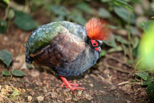 An ostrich quail, (Rollulus rouloul) roams the bushes.
