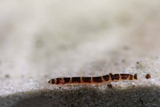 Spotted spiny loach, portrait of a spiny loach at the aquarium bottom. They are nocturnal.