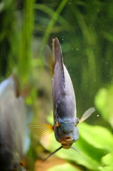 Portrait, close up of discus fish. Discus in aquarium. Amazon tank.