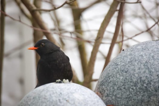 A blackbird sits on a ball fountain in winter.