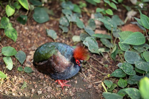 An ostrich quail, (Rollulus rouloul) roams the bushes.