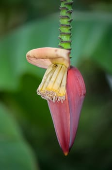 Details of a dwarf banana (Musa acuminata), flowers and fruit set.