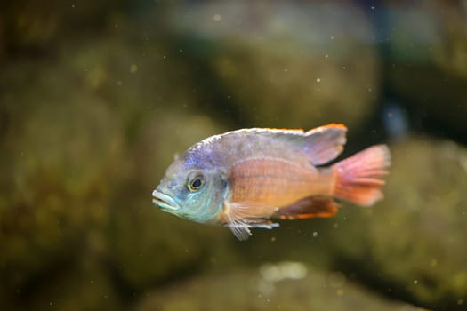 Poprtrait of Malawi cichlid, freshwater fish in aquarium.