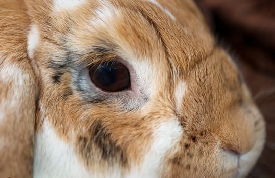A portrait, or close-up, of a dwarf rabbit.