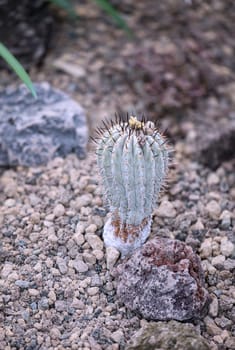 Portrait of a cactus, A cactus in a tropical environment.