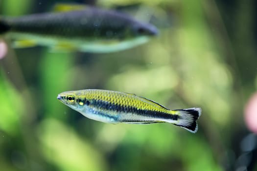 A Fundulidae, a longitudinal banded carp in the aquarium.