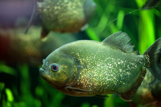 Portrait of a Piraya (Pygocentrus piraya) in an aquarium.