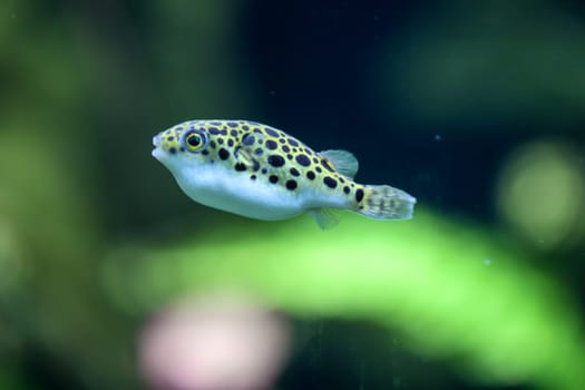 A small freshwater puffer fish in the aquarium. They feed on snails. Leopard puffer fish, Tetraodon schoutedeni