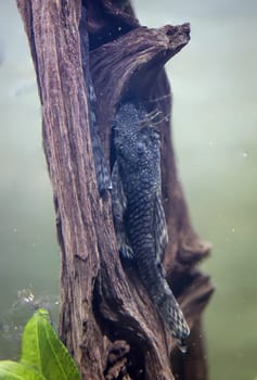 Photograph of a blue antenna catfish on a piece of wood in an aquarium.