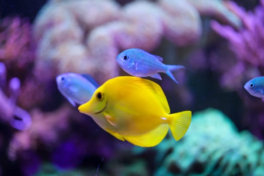 A yellow sailfin doctor, or yellow saildoctor, in an aquarium.
