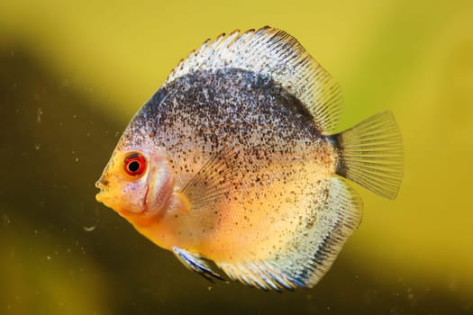 Portrait, close up of discus fish. Discus in aquarium. Amazon tank.