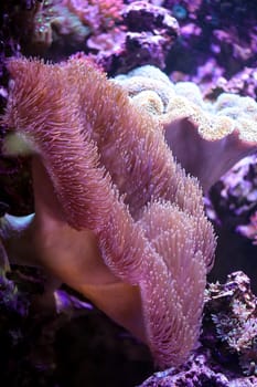 A large anemone in a saltwater aquarium.