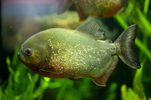 Portrait of a Piraya (Pygocentrus piraya) in an aquarium.