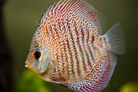 Portrait, close up of discus fish. Discus in aquarium. Amazon tank.
