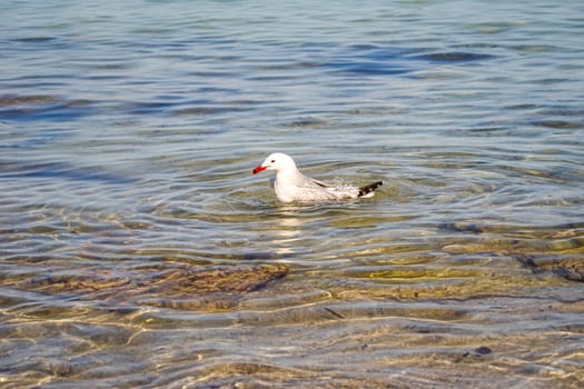 Portrait of seagulls at the sea, on the Atlantic Ocean.