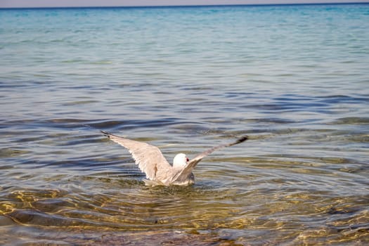 Portrait of seagulls at the sea, on the Atlantic Ocean.