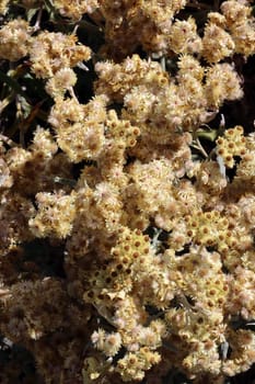 Schwefellicht (Helichrysum thianschanicum) - Strohblume im Botanischen Garten, Zuchtform der Turkestan-Strohblume, Nordrhein-Westfalen, Deutschland, Bonn